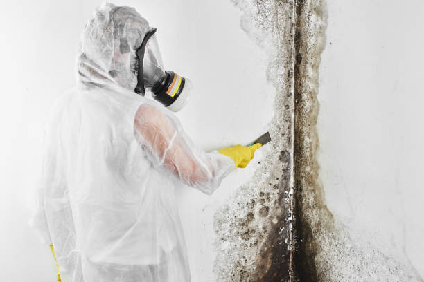 Best Crawl Space Mold Remediation  in Lakemoor, IL