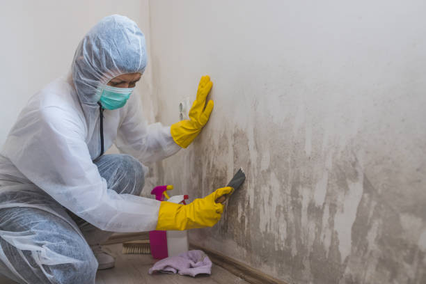 Best Mold Odor Removal Services  in Lakemoor, IL