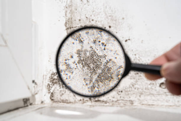 Why You Should Choose Our Mold Remediation Services in Lakemoor, IL