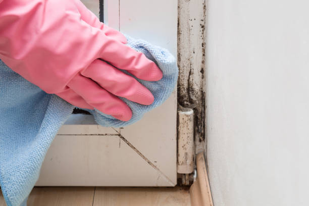 Mold Remediation for Vacation Homes in Lakemoor, IL